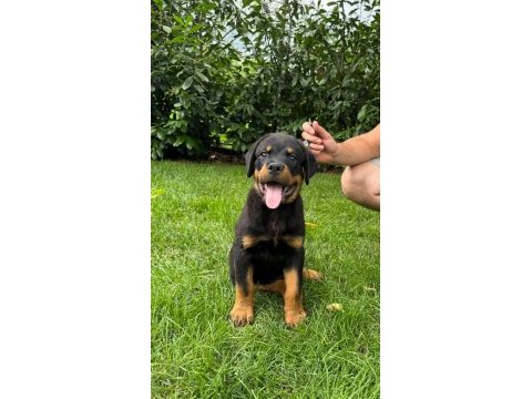 Rottweiler bebekler