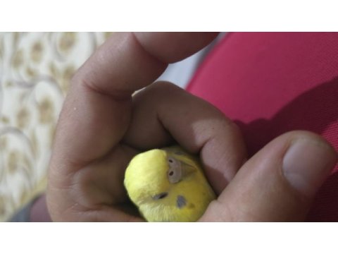 Lutino muhabbet kuşumuz için ulaşın