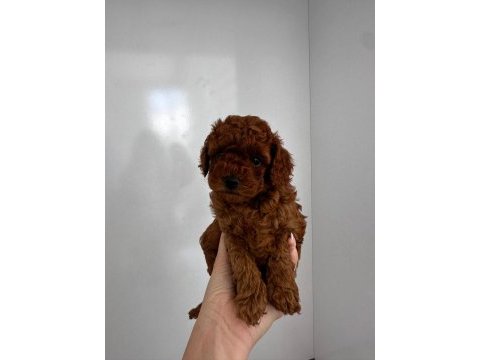 Toy poodle detay için iletişime geçebilirsiniz