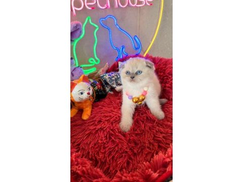 Scottish fold ayı suratlı son derece safkan
