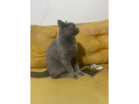 British shorthair kedimize güzel bir aile istiyoruz