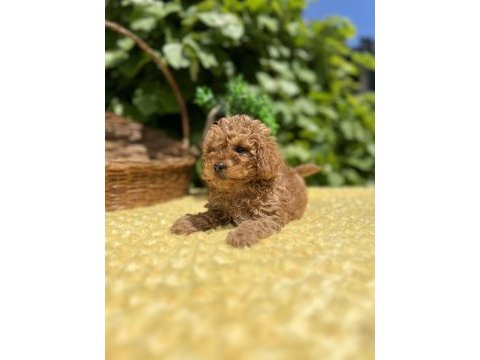 Harika güzellikte toy poodle yavrular