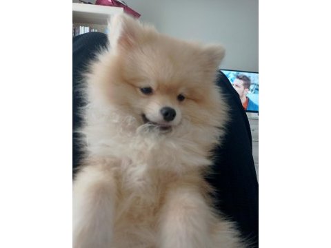 Leo pomeranian boo