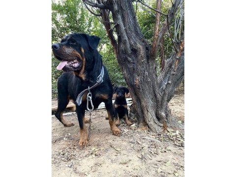 Yavru dişi rottweiler