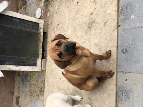Güzel bull mastiff kızımız