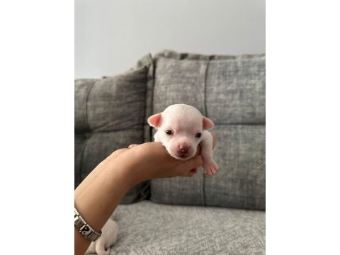 Chihuahua beyaz yavrular