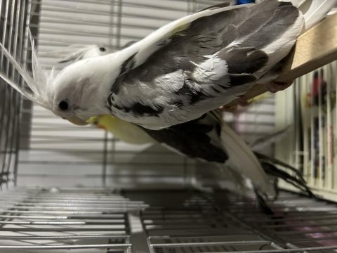 Sultan papağanları 2 aylık