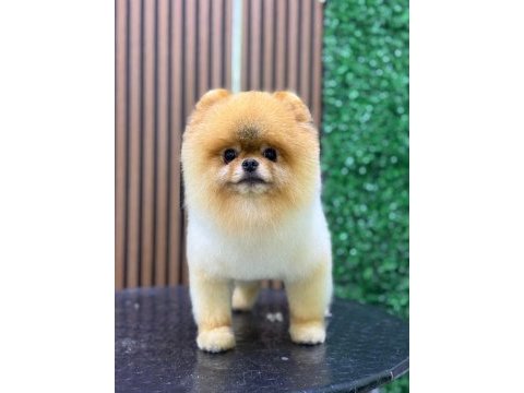 Pomeranian orange yavrularımız