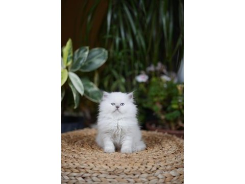 British shorthair bebekler yeni yuvalarını aramakta