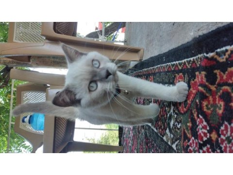 Sütlaç yeni ailesini arıyor british shorthair