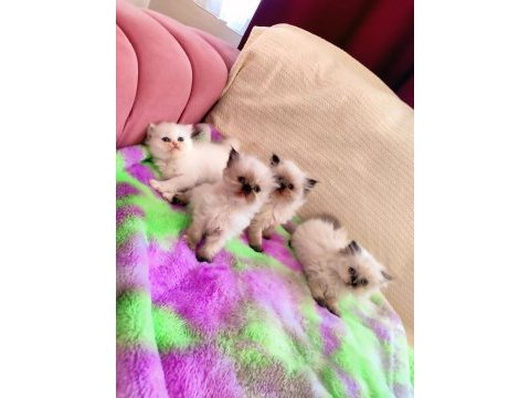 2 aylık dişi ve erkek safkan iran kedisi yavruları