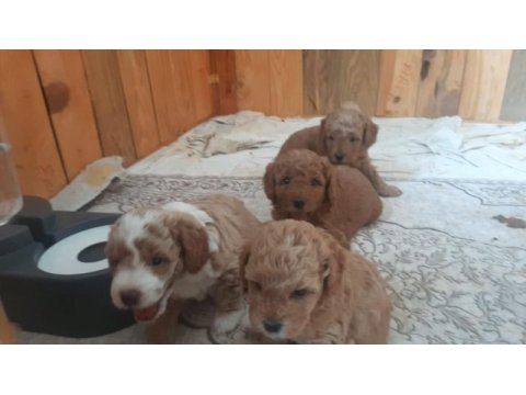 F3 maltipoo yavrular