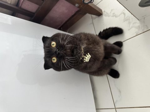 Ücretli sahiplendirme 1,5 yaşında scottish fold