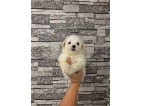 Kore maltese