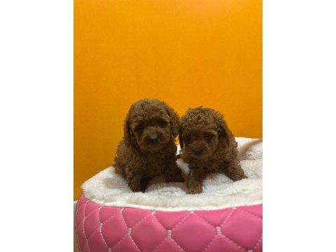 Mini poodle yavrularımız yeni yuvalarını arıyor