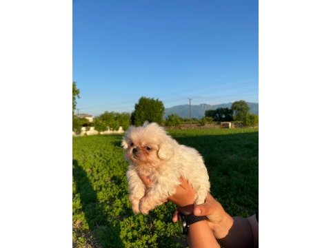 Bal köpüğü ve süt beyazı yavru köpekler