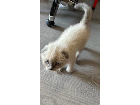 Scottish fold blue point