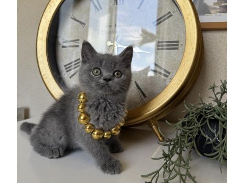 British shorthair safkan yavru