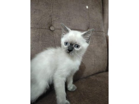 Blue point kedimiz