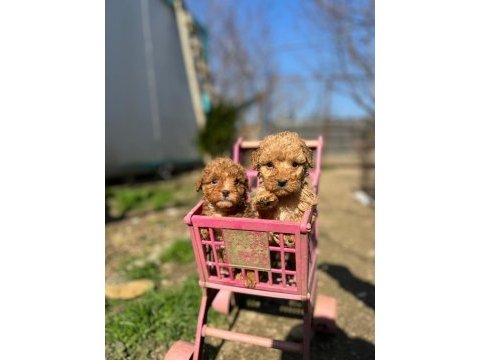 Tea cup f2 maltipoo