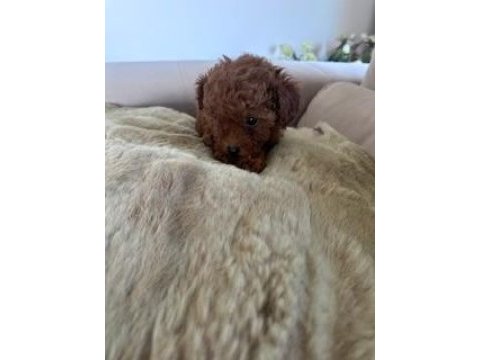 Teacup şecereli poodle yavrularımız