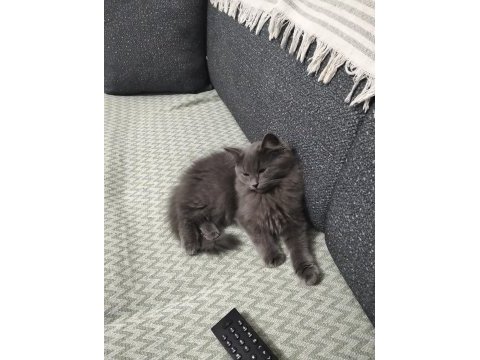 3 aylık erkek british longhair