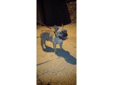 Köpeğimiz mario yuva arıyor