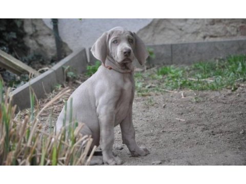 Atatürkün sahiplendiği cins weimaraner