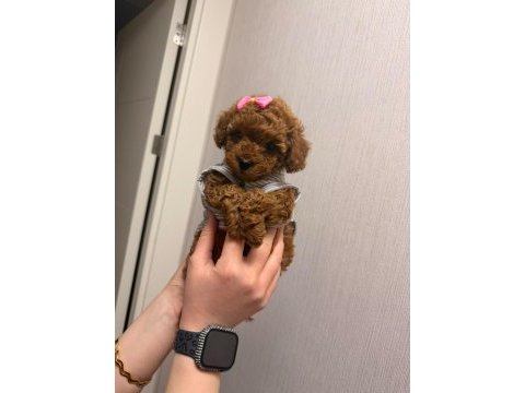 Red brown toy poodle yavrular ev ortamında büyümüş