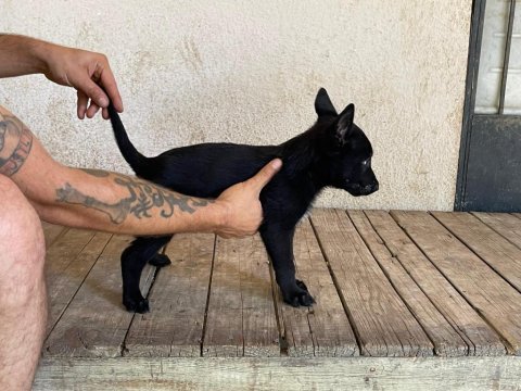 Siyah erkek malinois yavru 60 günlük