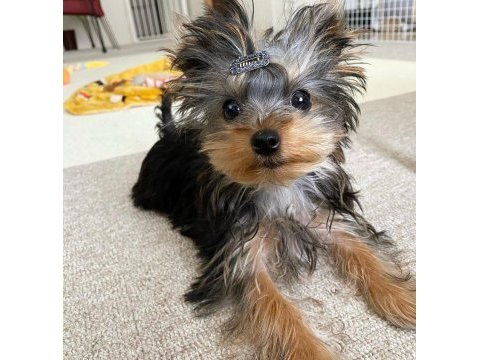 Evinizin neşesi yorkshire terrier