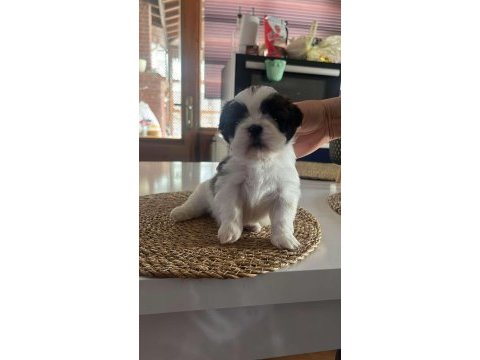 Yavru shih tzu