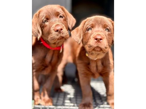 Birinci sınıf safkan labrador retriever yavrular