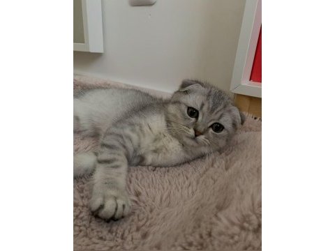 Güzeller güzeli dişi kedilerim yeni ailesini arıyor