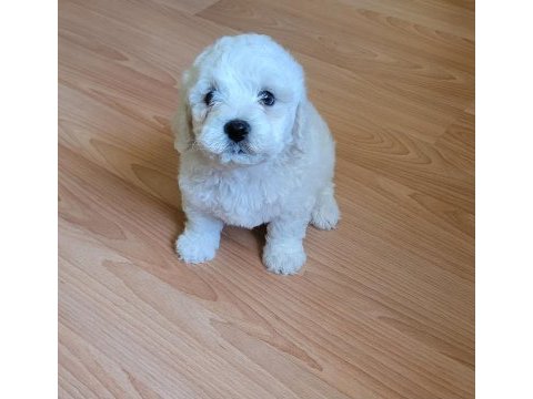 Mükemmel kalitede ve tüy yapısında erkek maltese