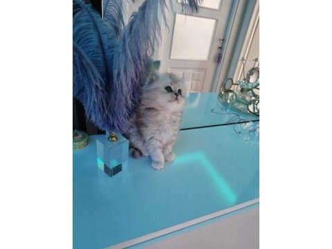 British longhair kedilerim sahipleri bekliyor
