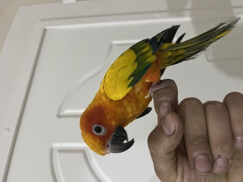 Şeftali güneş konur lekesiz