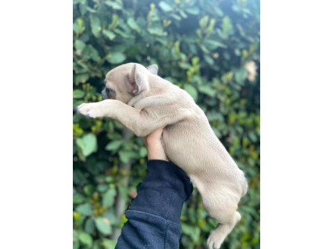 French buldog dişi