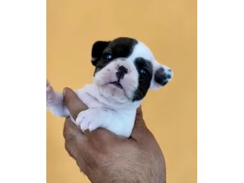 Fransız bulldog yavrular izmirden