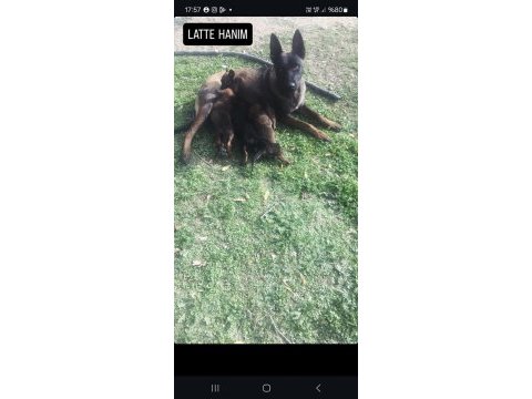 Malinois kaliteli tesadüf değildir