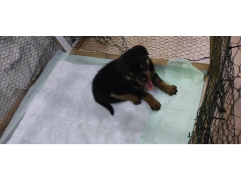 Yavru rottweiler