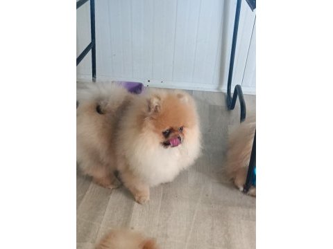 Pomeranian boo köpeği