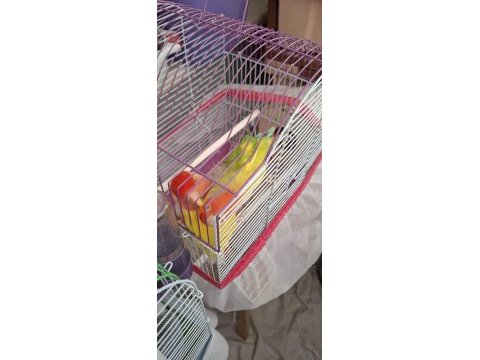 1 erkek 1 dişi sevda papağanı