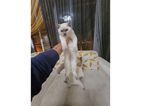Scottish fold