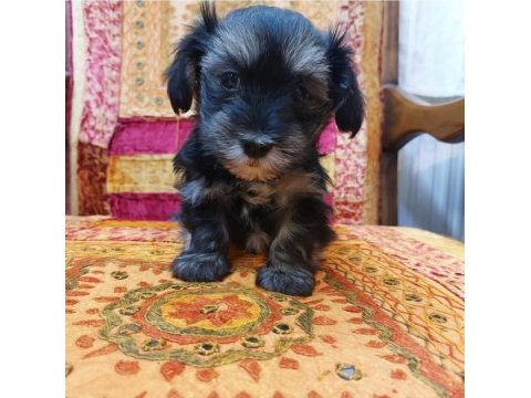 Orta boy sağlıklı cana yakın duygusal yorkie yavruları