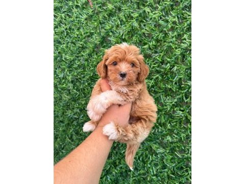 Irk ve sağlık garantili maltipoo