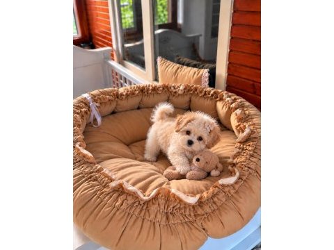 Üst kalite maltipoo bebeklerimiz 