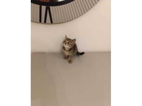 British shorthair 20 temmuz doğumlu