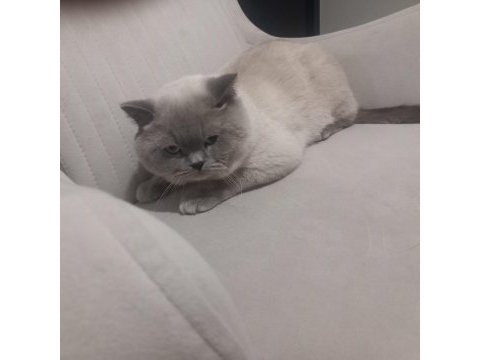 8 aylık erkek british shorthair