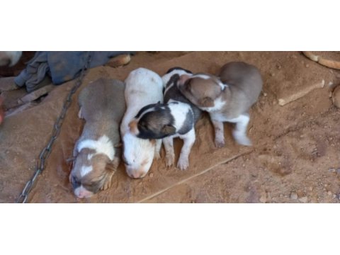 Anne baba küçük ırk fino köpeği yavruları